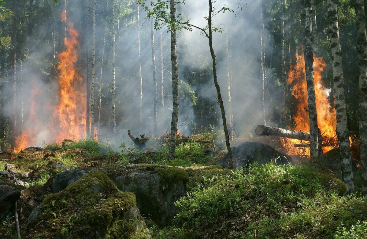 Image of a wildfire.
