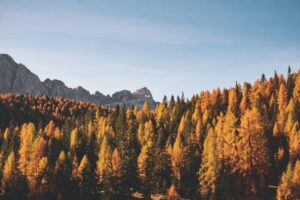 Unsplash - Autumn